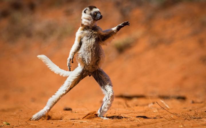comedy-dancing-sif_3467190a-large