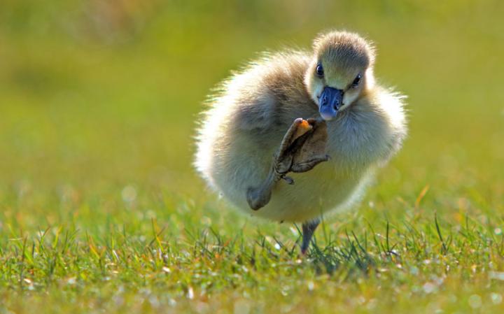 comedy-duck_3467151a-large