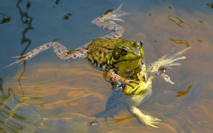 comedy-frogs_3411062a-large