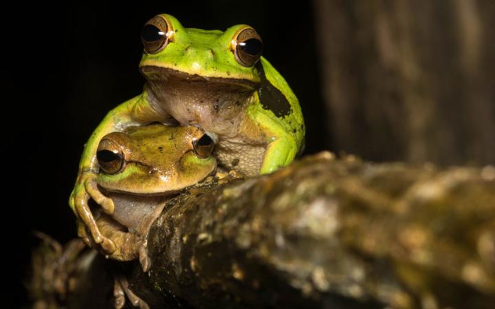comedy-frogs_3467195a-large