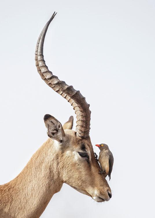 comedy-gazelle_3411058a-xlarge
