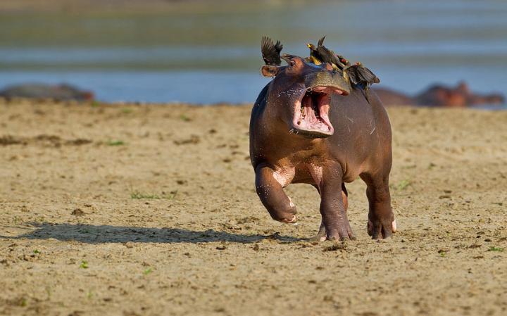 comedy-hippo_3411055a-large