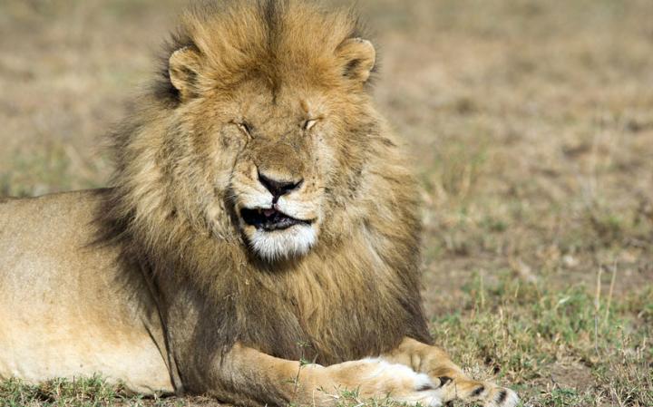 comedy-lion_3411056a-large