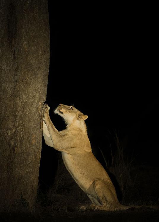 comedy-lionness_3411057a-xlarge