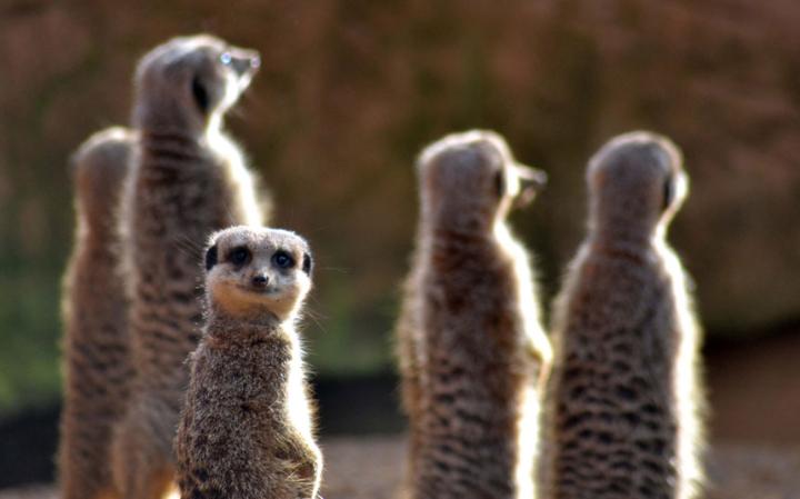 comedy-meerkat_3411054a-large