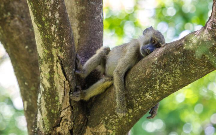 comedy-monkey_3411053a-large