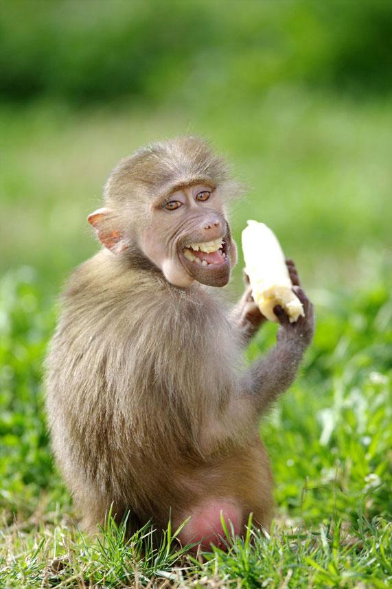 comedy-monkey_3467186a-xlarge