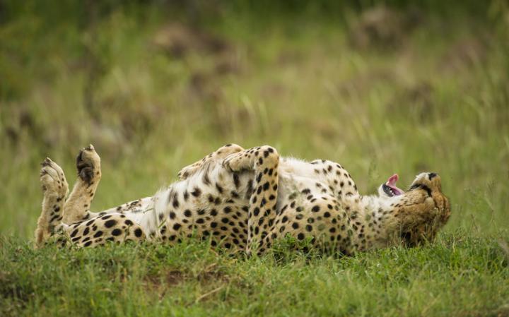 comedy-old-cheetah_3467159a-large