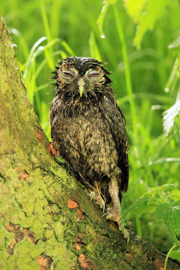 comedy-owl_3467164a-xlarge