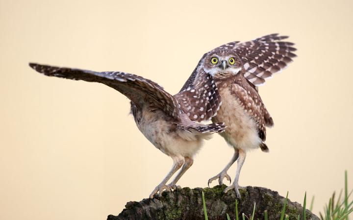 comedy-owls_3467193a-large