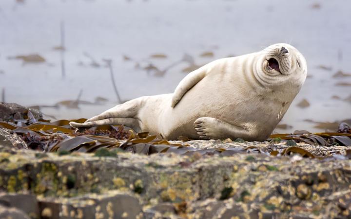comedy-seal_3467167a-large
