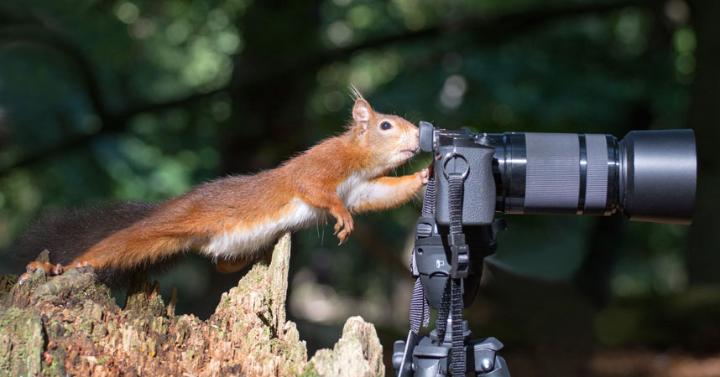comedy-squirrel_3467168a-large