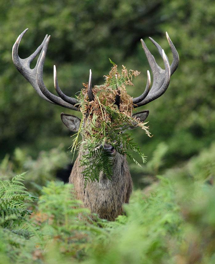 comedy-stag_3467171a-xlarge