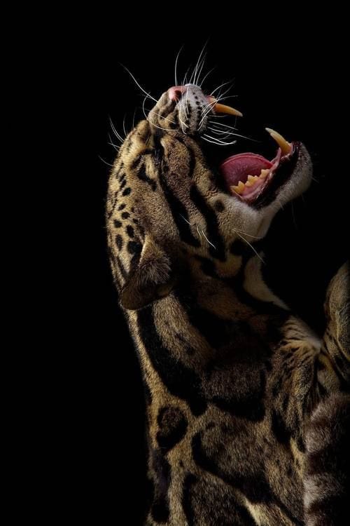 crouchingtiger