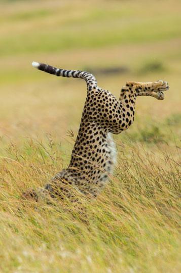 funny-cheetah2_3413150a-xlarge