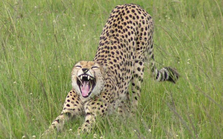 funny-cheetah_3413149a-large