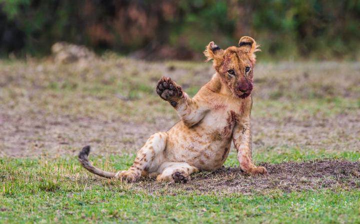 funny-cub_3413151a-large