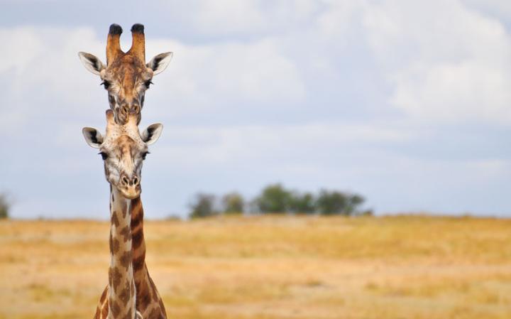 funny-giraffe_3413152a-large