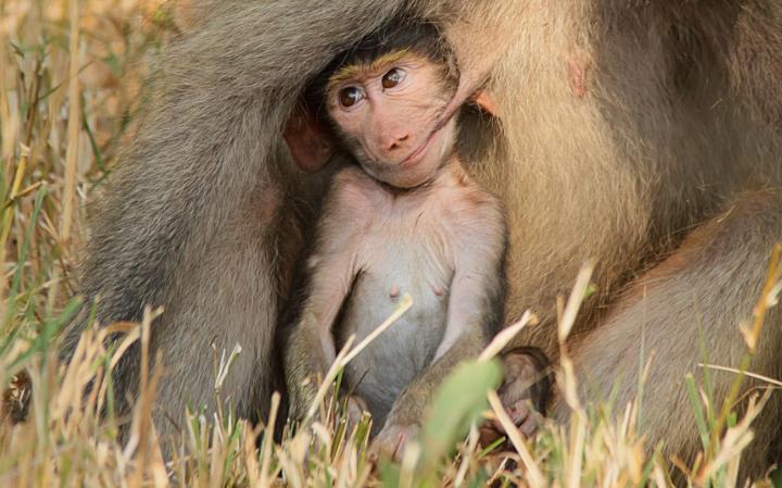 funny-monkey_3413155a-large