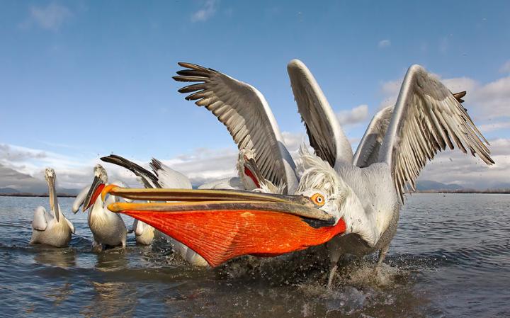 funny-pelican_3413154a-large