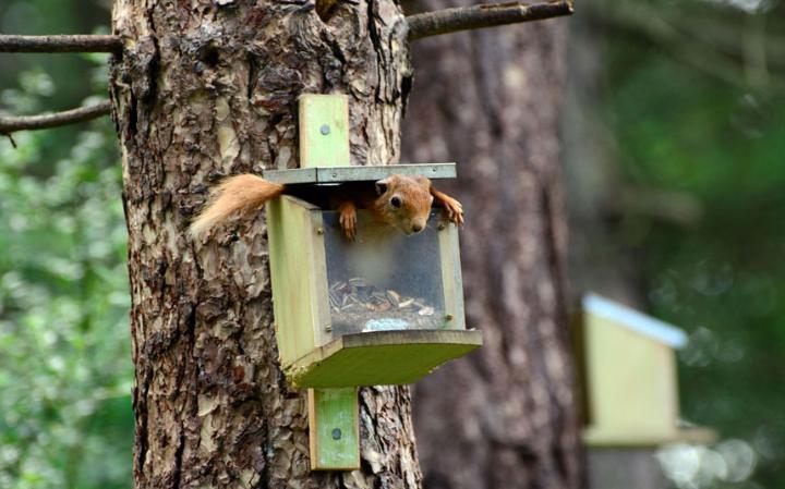 funny-squirrel_3413153a-large