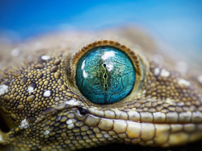 gecko