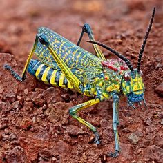 grasshopper