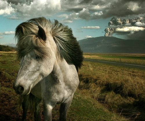 horseupforpose