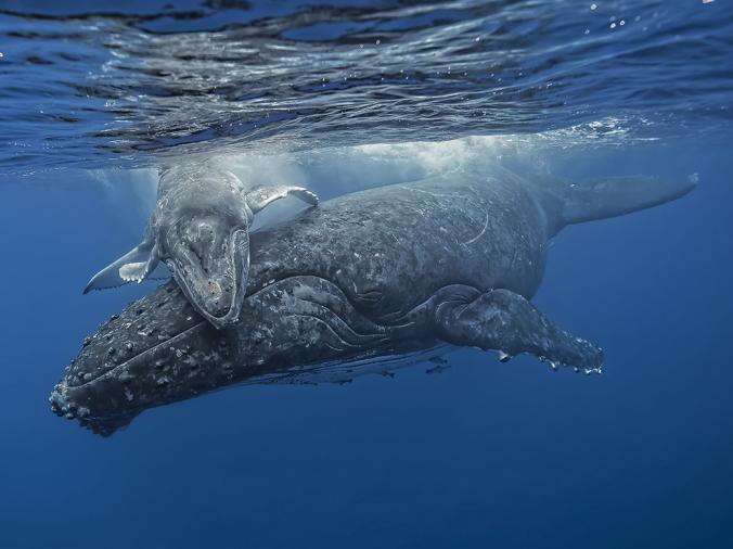 humpback whale with calf