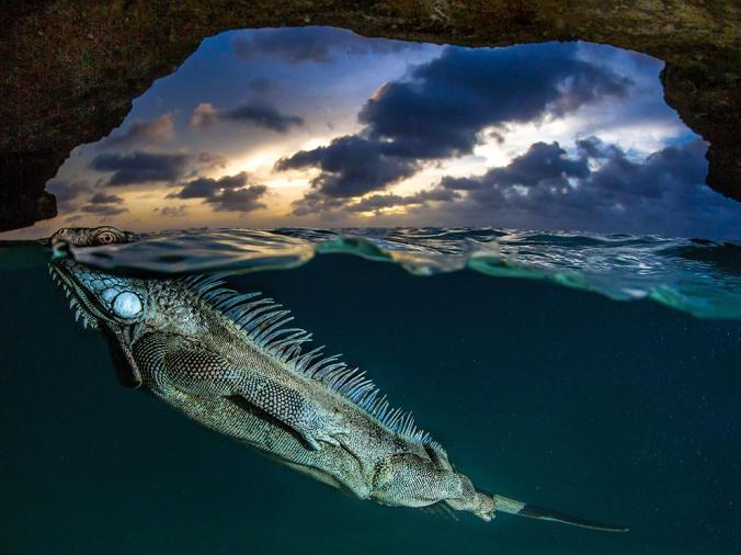 Iguana