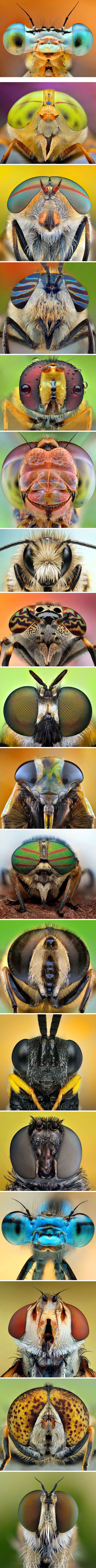 insecthead19