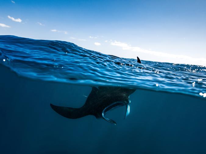 Manta Ray