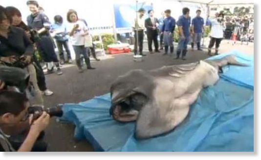 megamouth_shark