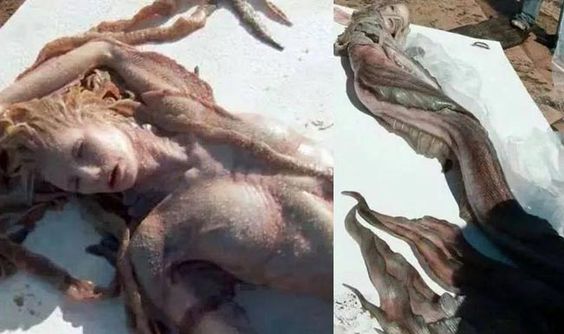 mermaid