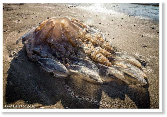monsterJellyfish