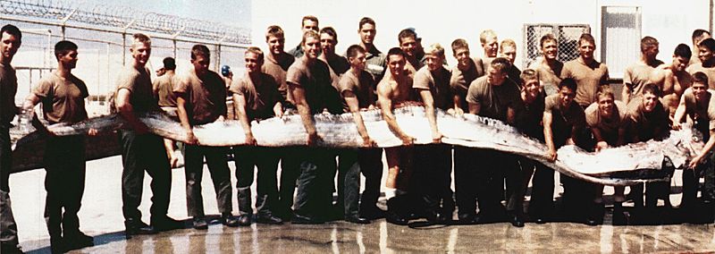 oarfish