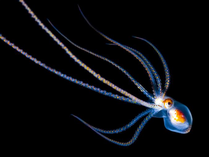 octopus6