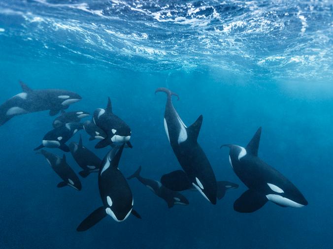 Orcas