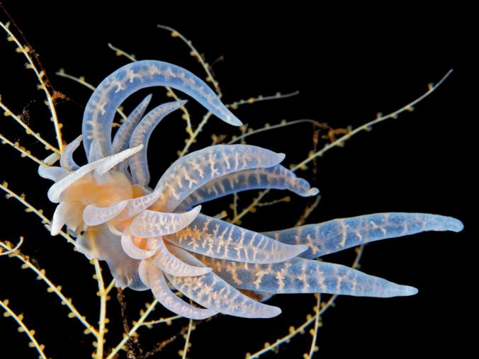 phyllodesmium3