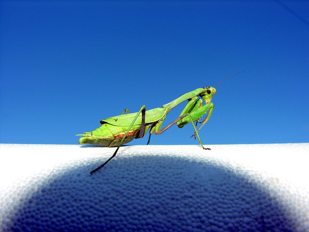 prying Mantis7
