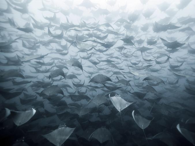 Sting Ray 