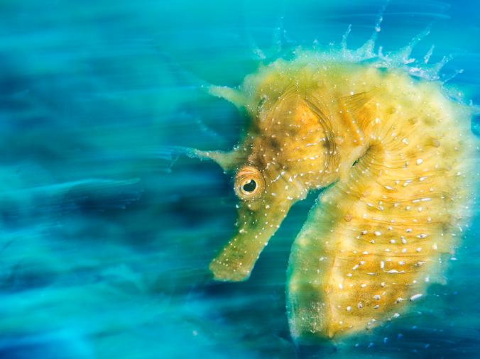 Sea Horse
