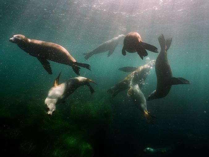sea lion pups
