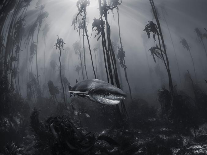 Shark