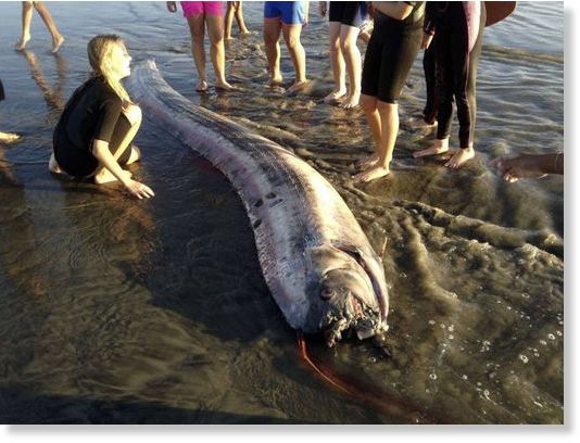 v3_oarfish_ap