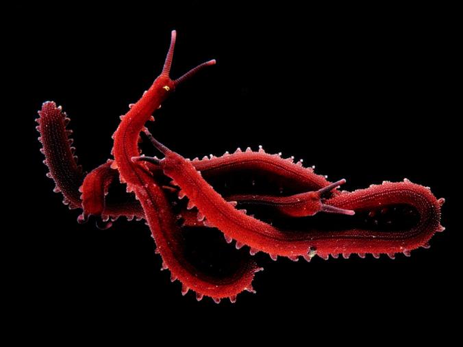 velvetworm1