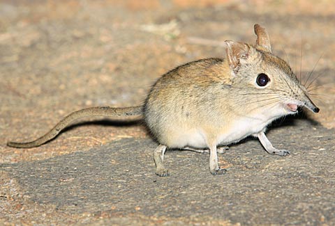 x025-E-Rock-Elephant-Shrew-E34086