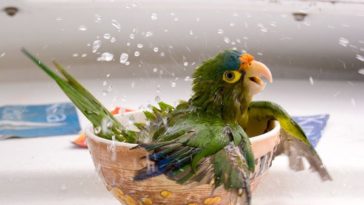 bathing-parrot_17802_600x450