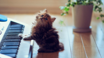 cute kitten playing piano