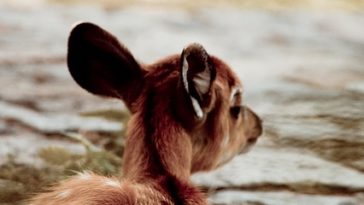 Baby Deer